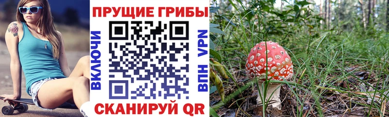 цена   Конаково  omg маркетплейс  Псилоцибиновые грибы мухоморы 